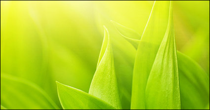 Floating plants and insects picture material-4