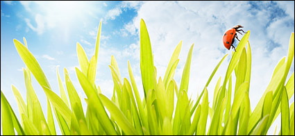 Floating plants and insects picture material-1