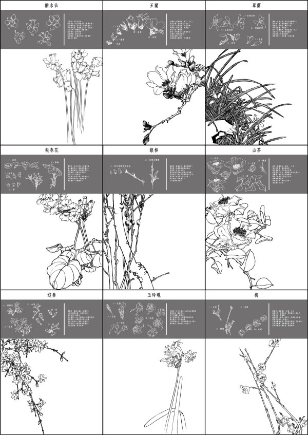 Plum, camellia, child daffodils, magnolia, apricot 