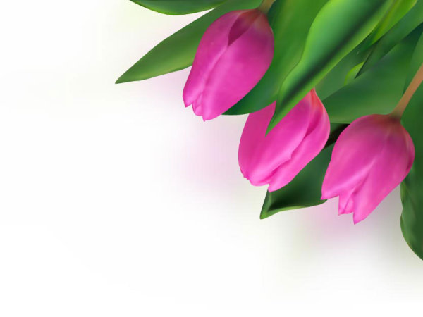 Bright tulips 04-- vector material
