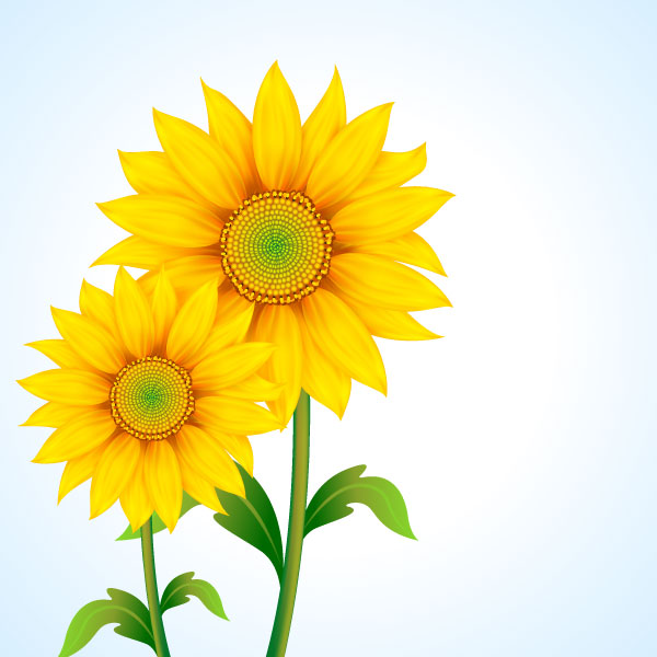 Beautiful sunflower vector material