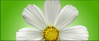 Water white daisy picture material