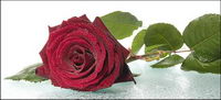 Big red roses picture material