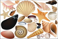 Vector Colorful Shell