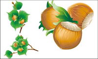 Vector 5 chestnuts			