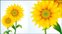 Beautiful sunflower vector material