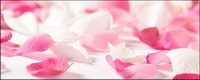 White Rose petal pink roses picture