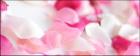 Rose petals picture