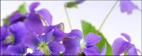 Elegant purple flowers picture material