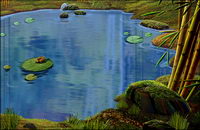 Ponds, lotus leaf, the frog