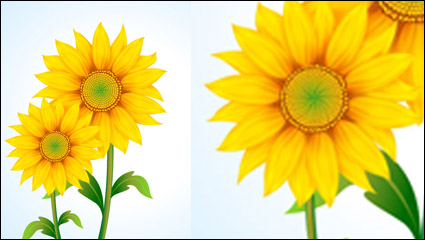 Beautiful sunflower vector material