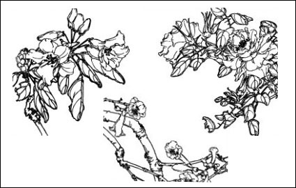 Dianthus superbus, costas, West House Begonia, Aegiceras, radish flowers