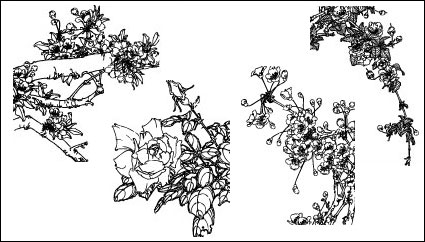 Wooden peach, Dicentra spectabilis, Chinese rose