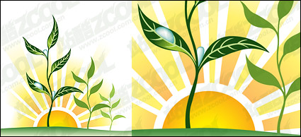 Vector sunset water plant material